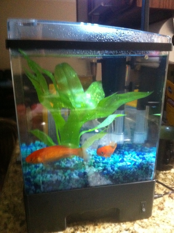 The Fish We Won At The Carnival
